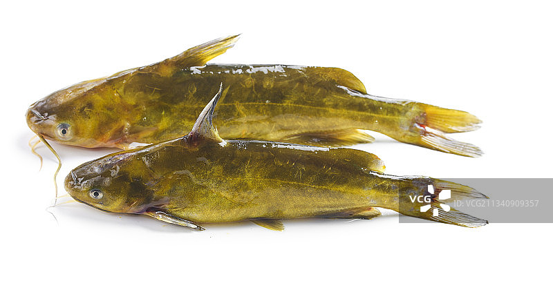 白底上放着黄蜂鱼图片素材