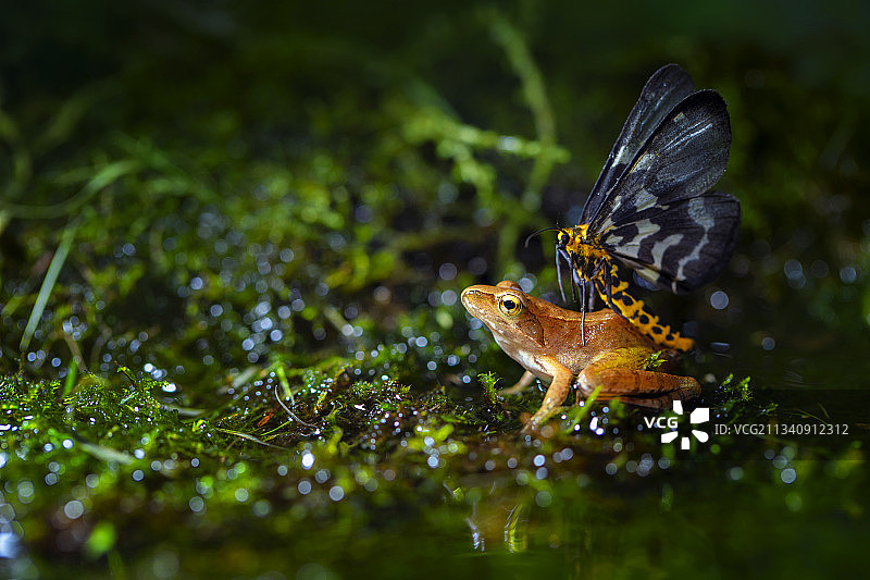 青蛙与蝴蝶图片素材