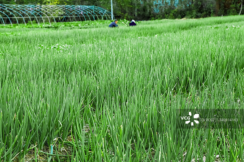 地里长着小葱图片素材