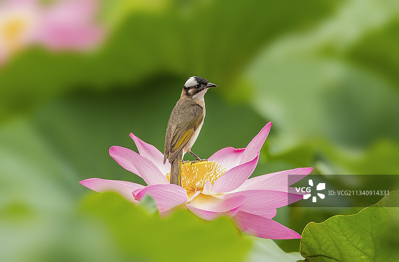 荷花与白头翁图片素材