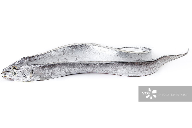 白底上放着带鱼图片素材
