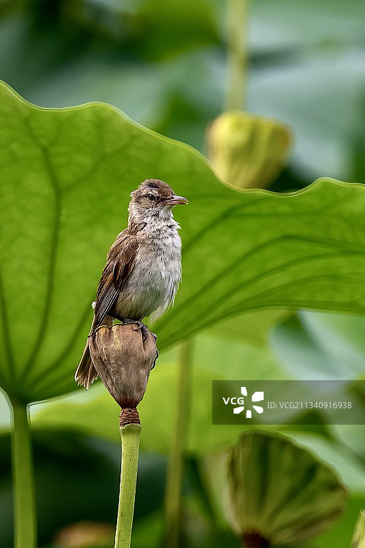 大苇莺栖息在植物上的特写镜头图片素材