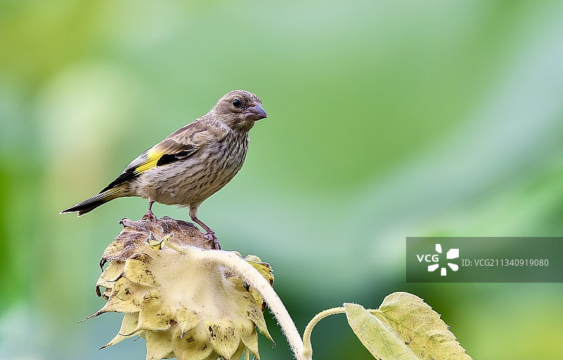 金翅雀goldfinch图片素材
