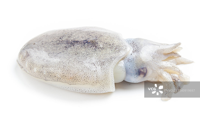 白底上的乌贼鱼图片素材