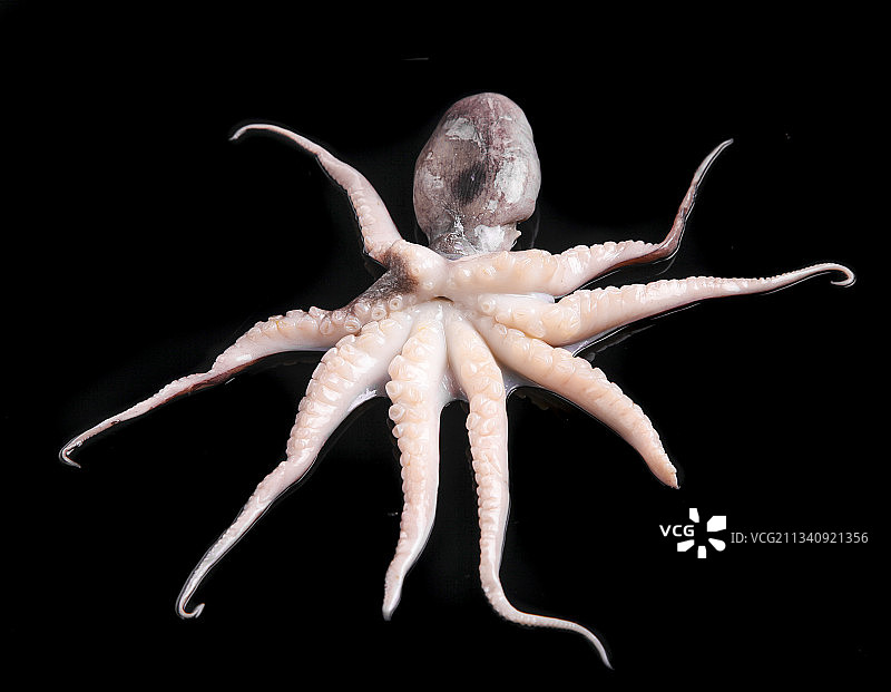 黑底上的八爪鱼图片素材