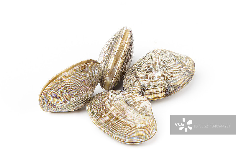 浅底上的花甲图片素材