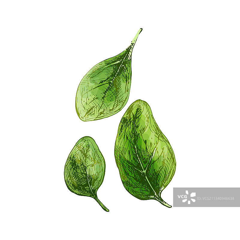 复古风格的鲜绿菠菜叶图片素材