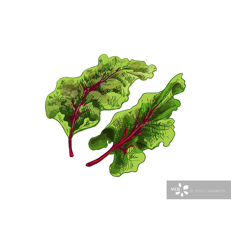 新鲜绿色莙荙菜复古风图片素材