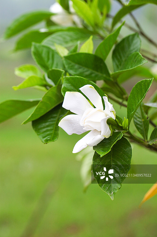 树枝上盛开的栀子花图片素材