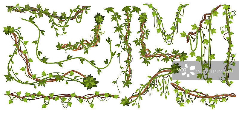 丛林藤本植物热带藤蔓枝图片素材