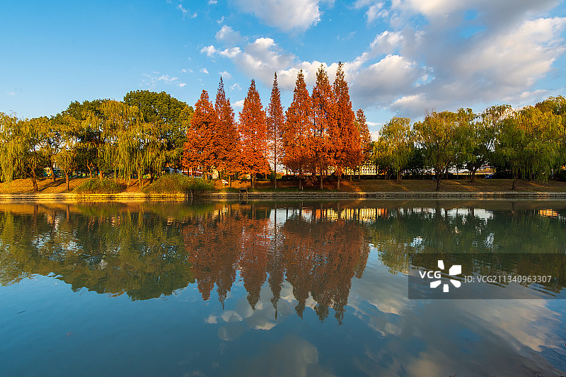 深秋湖畔的红杉和垂柳图片素材