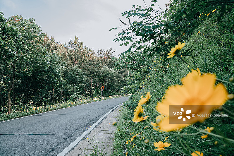 故事的小黄花图片素材