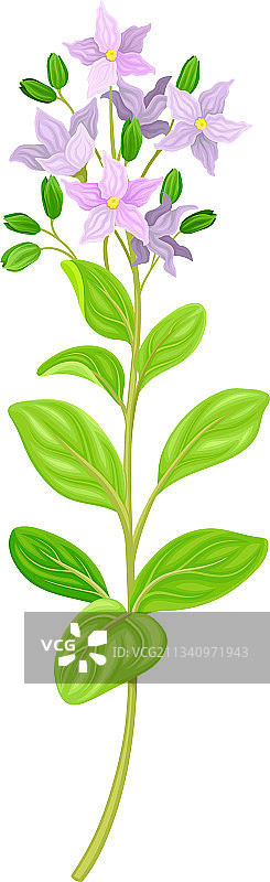 叶茎上的紫色花朵图片素材