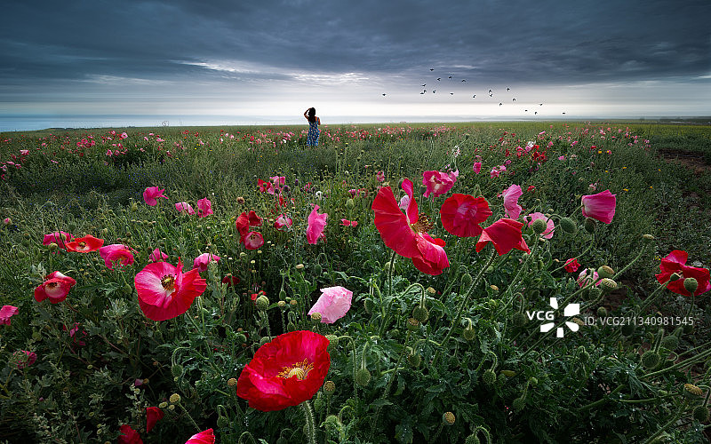 雨后花田图片素材