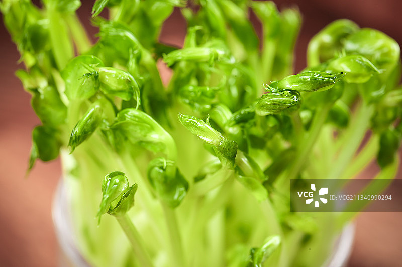 木板上放着豌豆芽图片素材