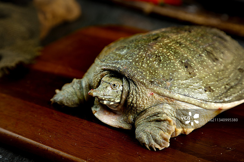 木板上放着大甲鱼图片素材