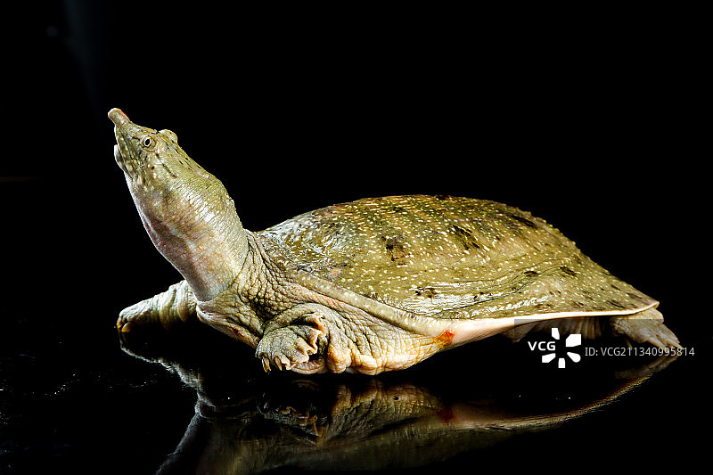 木板上放着大甲鱼图片素材