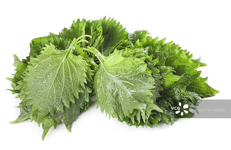白底上的绿紫苏叶图片素材