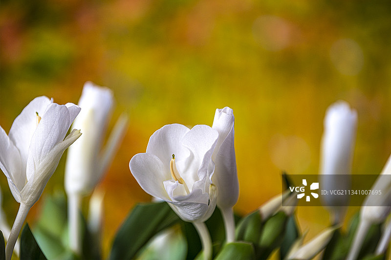 清香飘逸的姜花图片素材