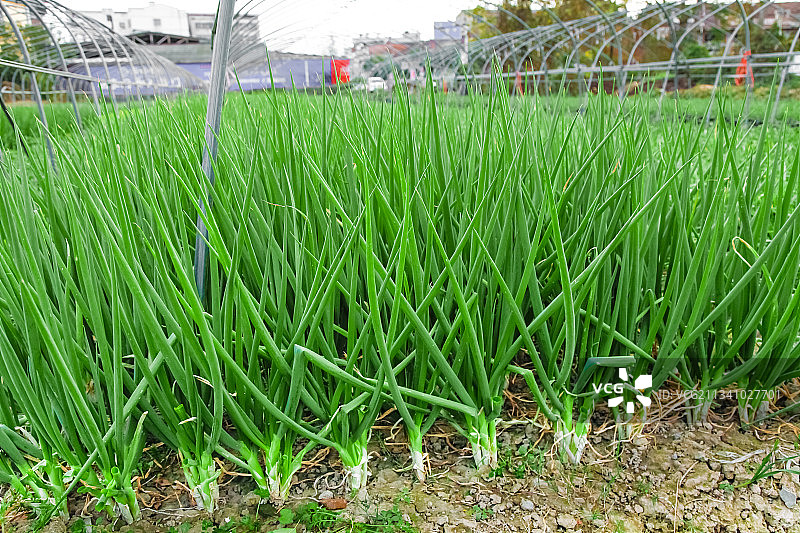 地里长着小葱图片素材