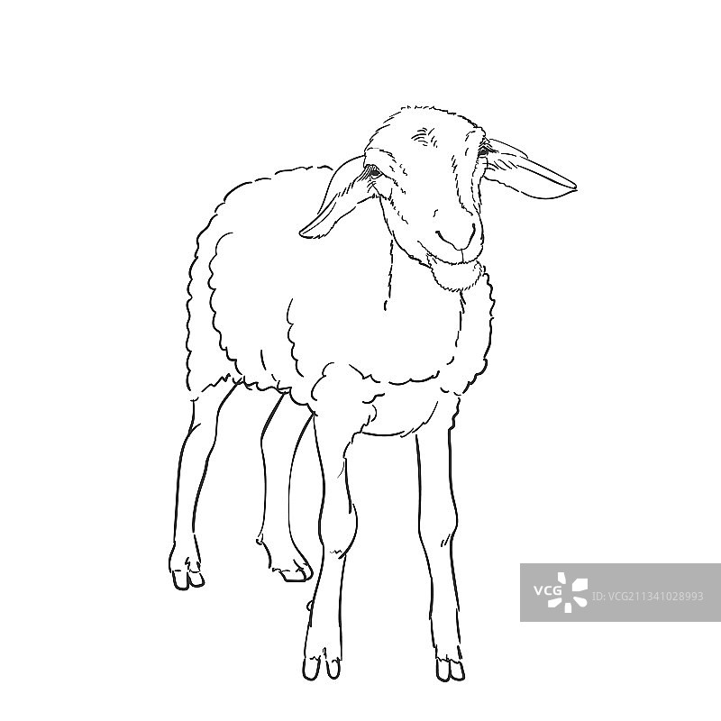 绵羊绘画农场动物绵羊站在它的图片素材