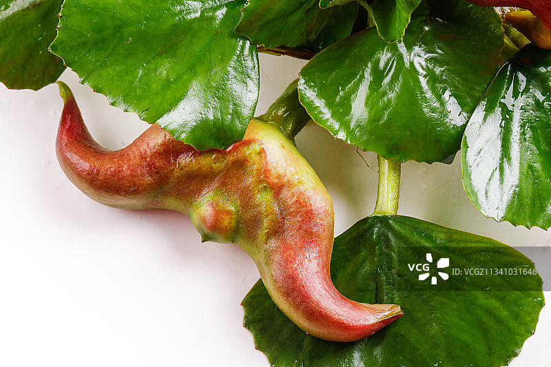 浅底上放着洪湖菱角图片素材