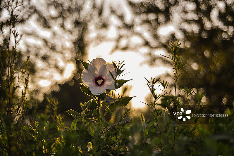 芙蓉葵图片素材