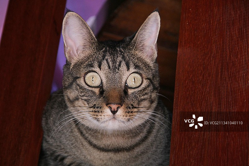 猫的特写肖像图片素材