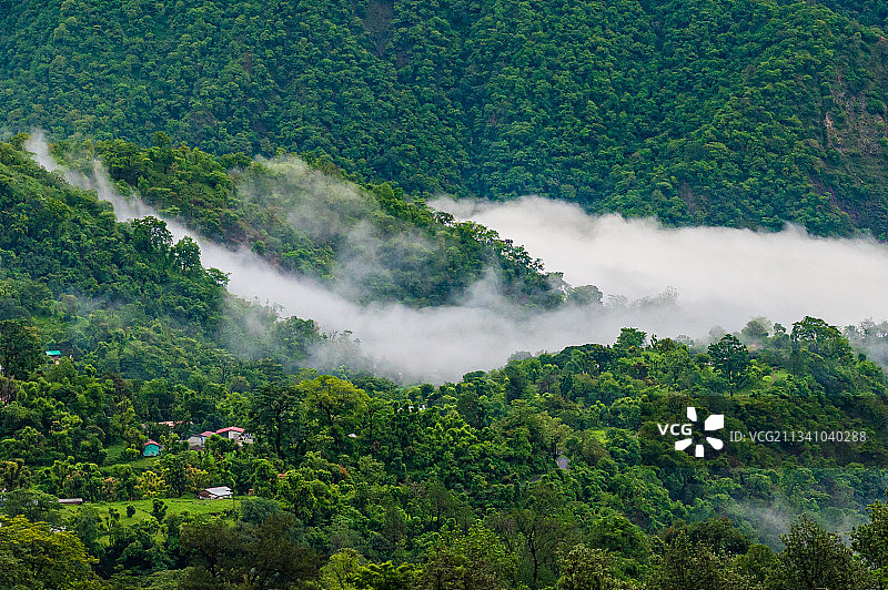 印度北阿坎德邦奈尼塔尔森林树木高角度景观图片素材