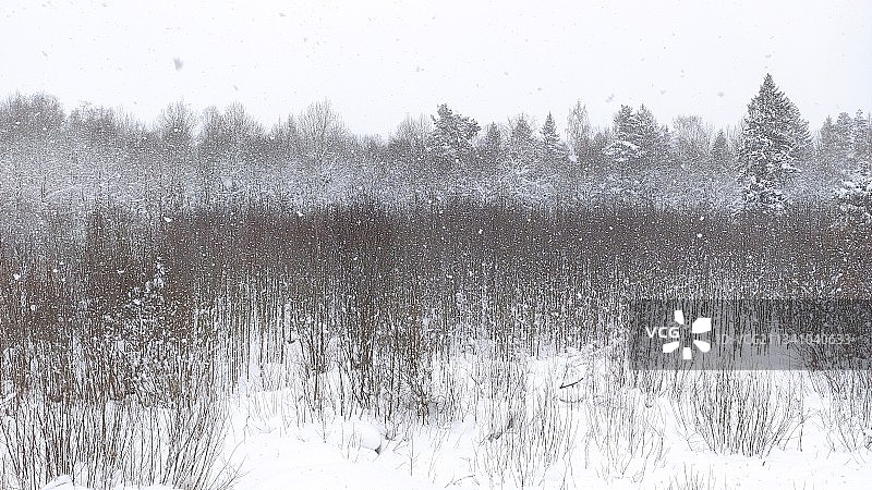 俄罗斯列宁格勒州基洛夫斯克区的雪地树木景观图片素材