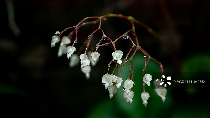 白色植物特写，越南图片素材