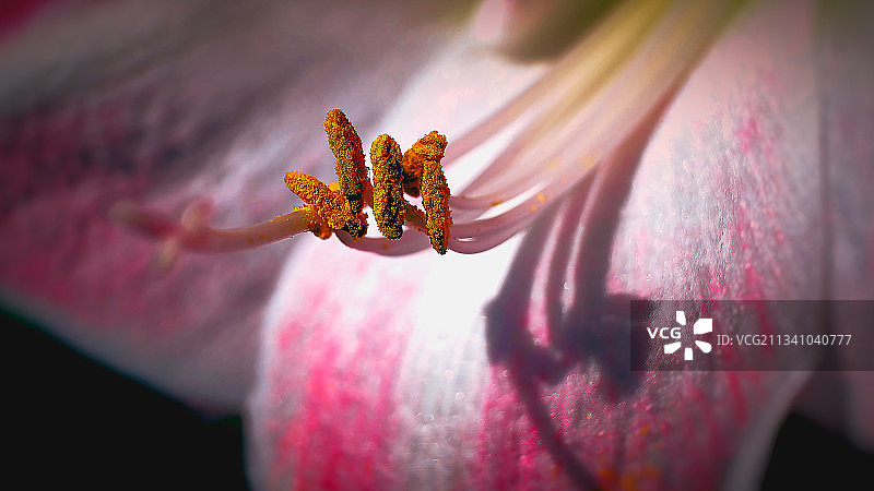 粉红色花朵的特写图片素材