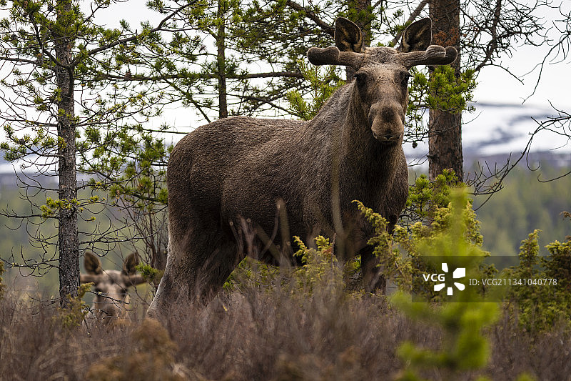 挪威Hjerkinn森林中的驼鹿图片素材