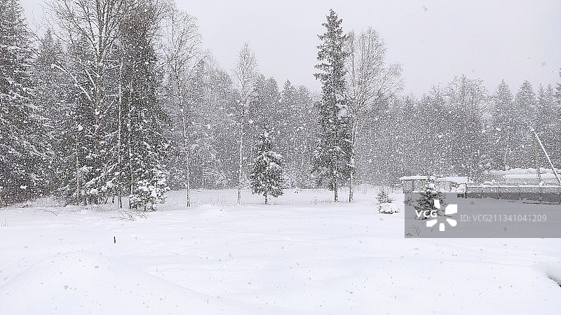 俄罗斯列宁格勒州基洛夫斯克区的雪地树木景观图片素材