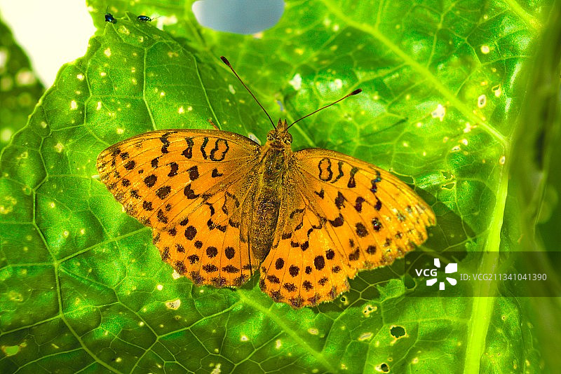 叶子上的蝴蝶特写图片素材