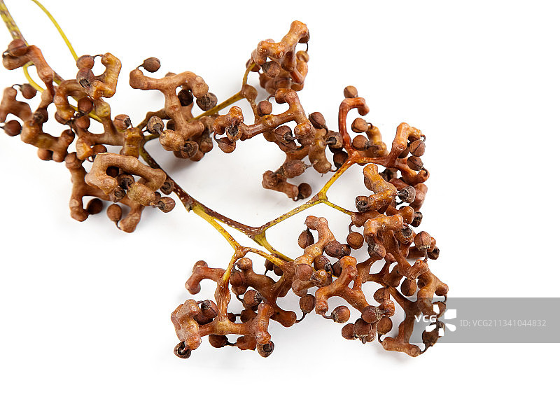 白底上放着拐枣果图片素材