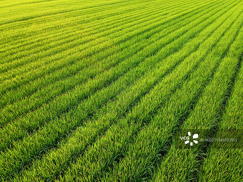 航拍视角下绿色的稻田图片素材