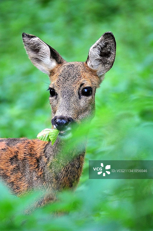特写：德国汉诺威森林中植物间的鹿图片素材