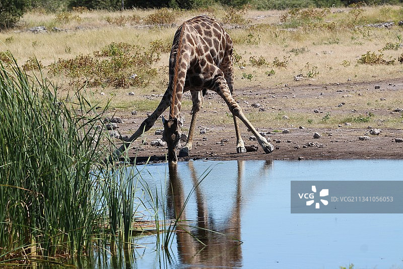 纳米比亚，饮水中的长颈鹿图片素材