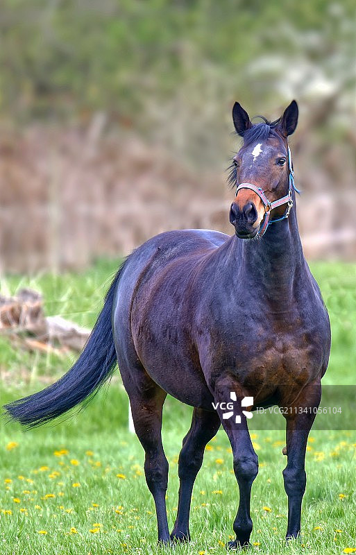 站在田野里的纯种马肖像图片素材