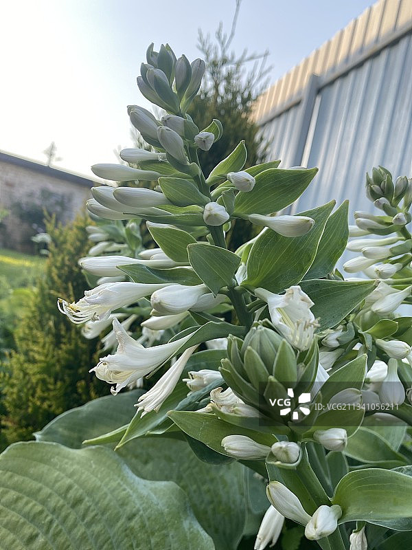 俄罗斯的植物特写图片素材