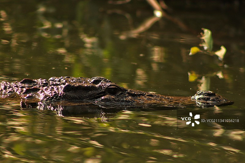 幼年鳄鱼图片素材