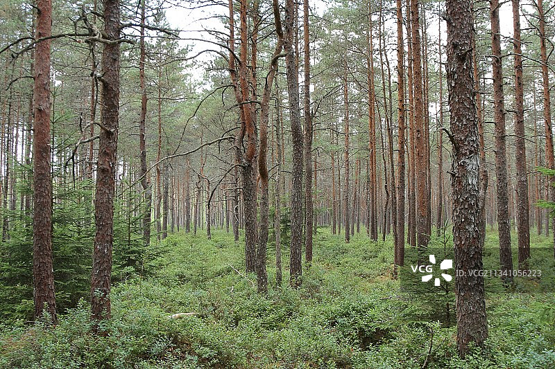 树木在森林图片素材
