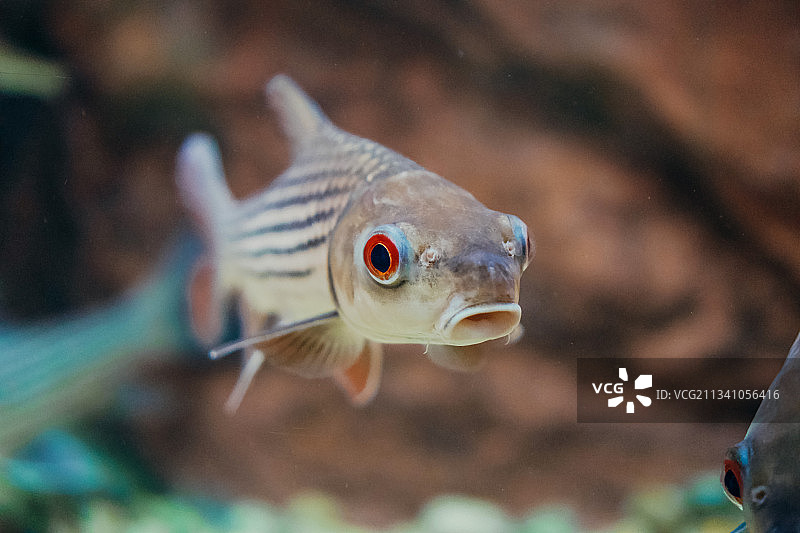 水族馆中游动的咸水鱼特写图片素材