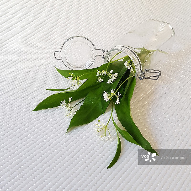 法国白色背景罐子里的野生蒜叶图片素材