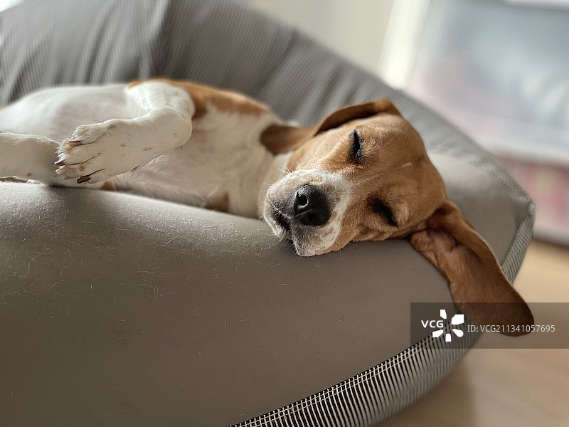 在家中沙发上休息的比格犬特写图片素材