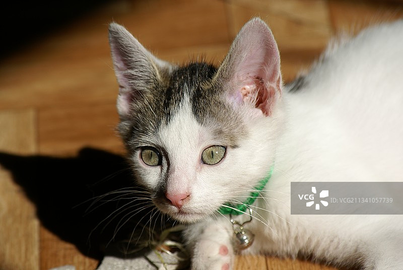 猫的特写肖像图片素材