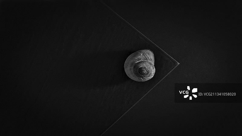 黑色背景下的蜗牛特写图片素材