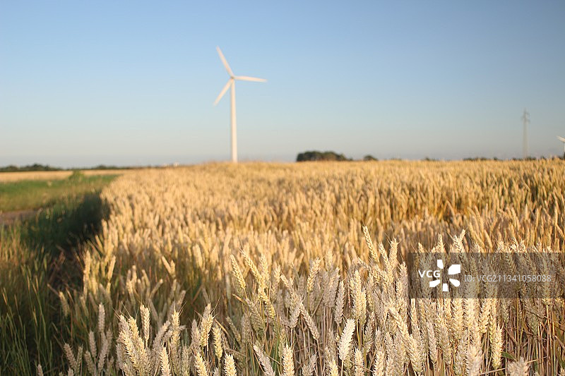 德国韦斯特海弗的金色田野图片素材