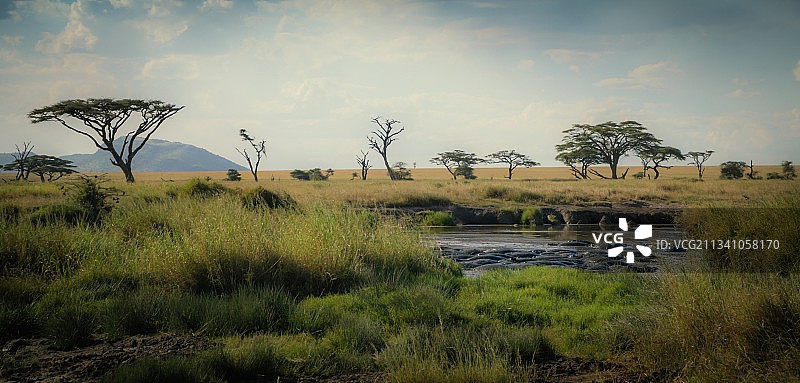 坦桑尼亚塞伦盖蒂的田野风光图片素材
